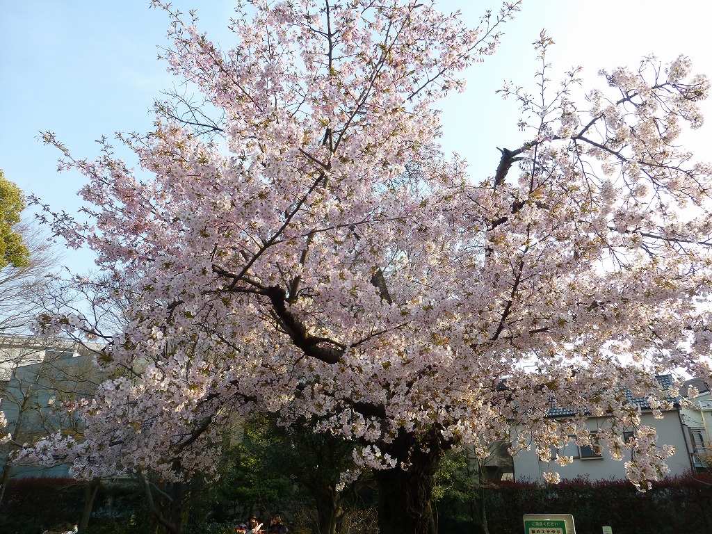 サクラ